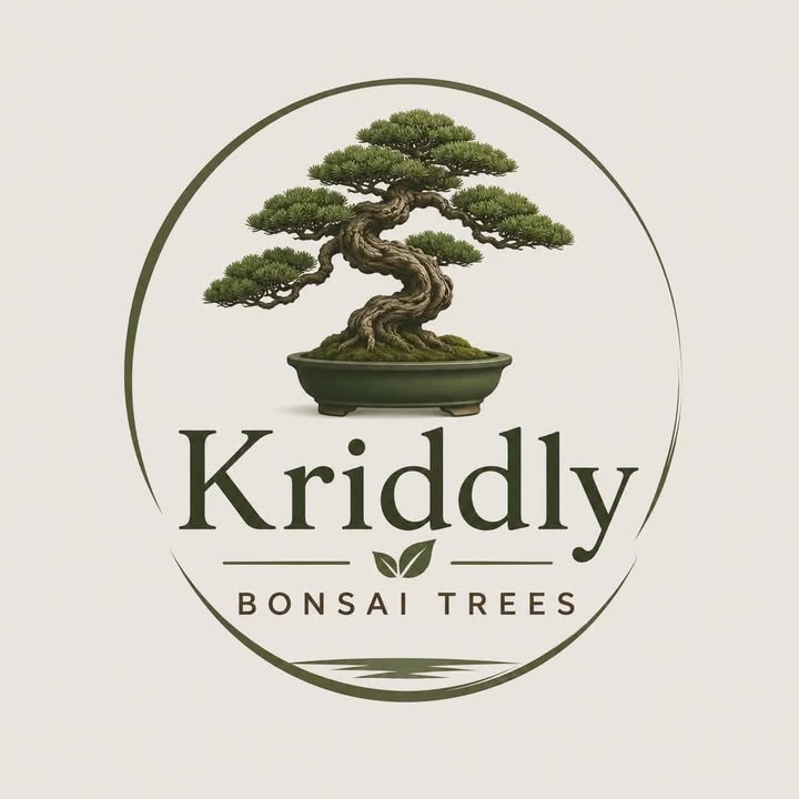Bonsai tree hero